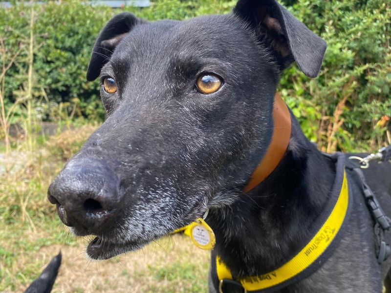 Ollie | Lurcher | Cumbria - 1