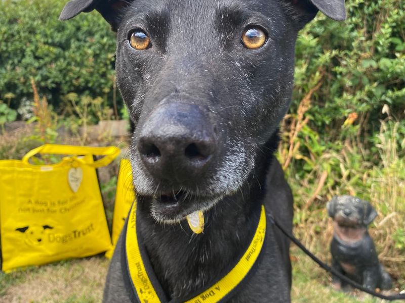 Ollie | Lurcher | Cumbria - 3