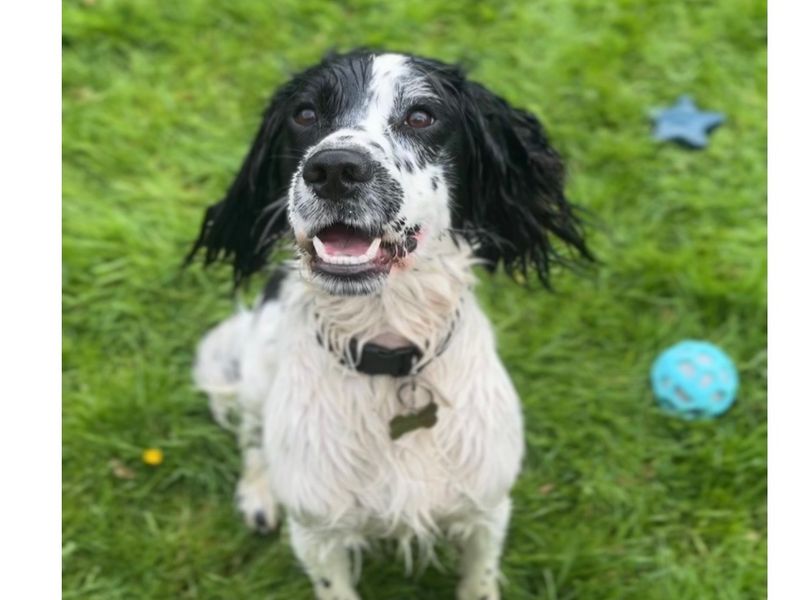 undefined | Spaniel (Welsh Springer) | undefined - 3