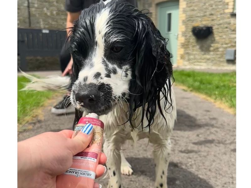 undefined | Spaniel (Welsh Springer) | undefined - 5