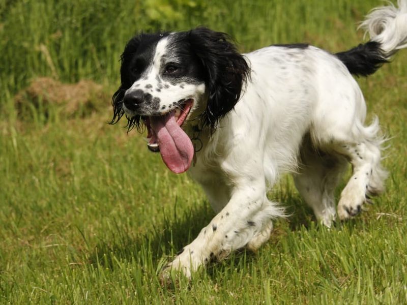 undefined | Spaniel (Welsh Springer) | undefined - 6