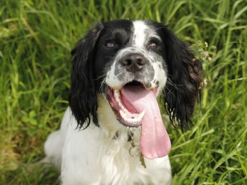 undefined | Spaniel (Welsh Springer) | undefined - 2