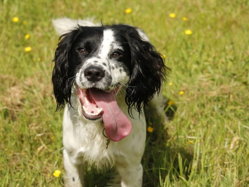 undefined | Spaniel (Welsh Springer) | undefined - 4