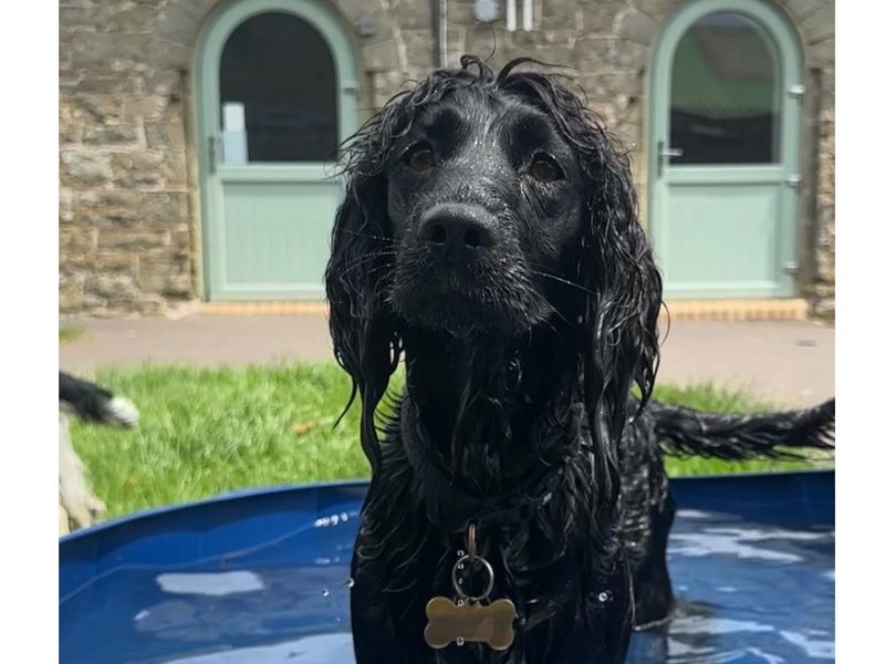 Cocker Spaniel Dogs And Puppies For Adoption