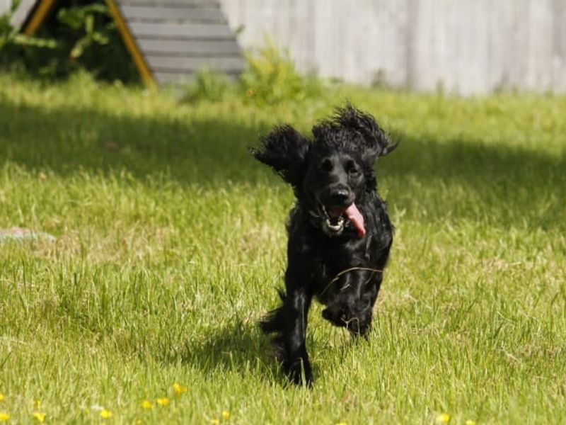 Marley - Image 4 of 5
