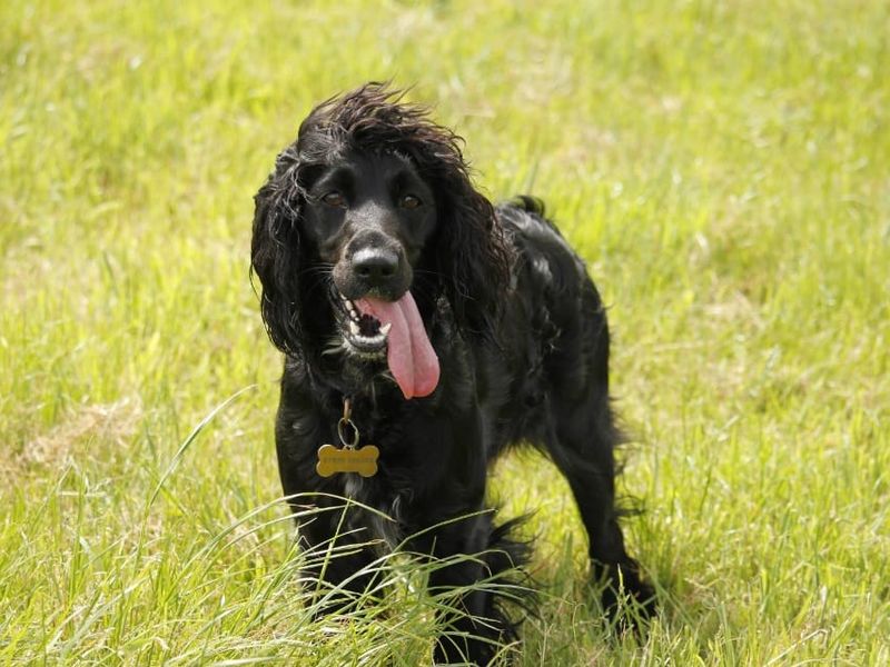 Marley - Image 2 of 5