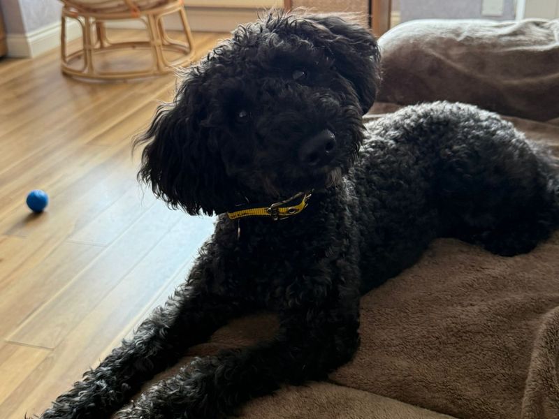 Barney | Schnauzer (Miniature) Cross | West Calder (Edinburgh) - 1