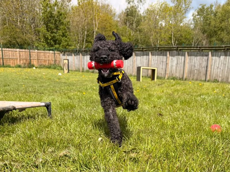 Barney | Schnauzer (Miniature) Cross | West Calder (Edinburgh) - 5