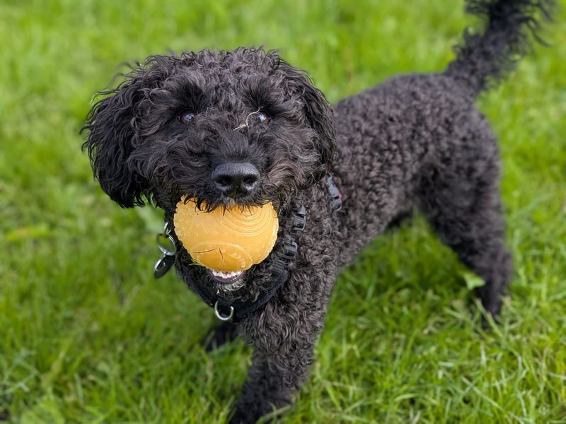 Barney | Schnauzer (Miniature) Cross | West Calder (Edinburgh) - 3