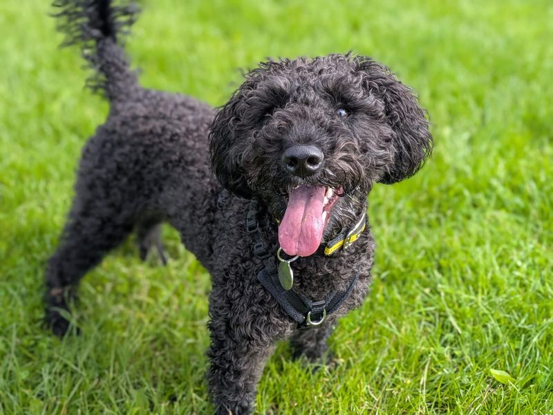 Barney | Schnauzer (Miniature) Cross | West Calder (Edinburgh) - 4
