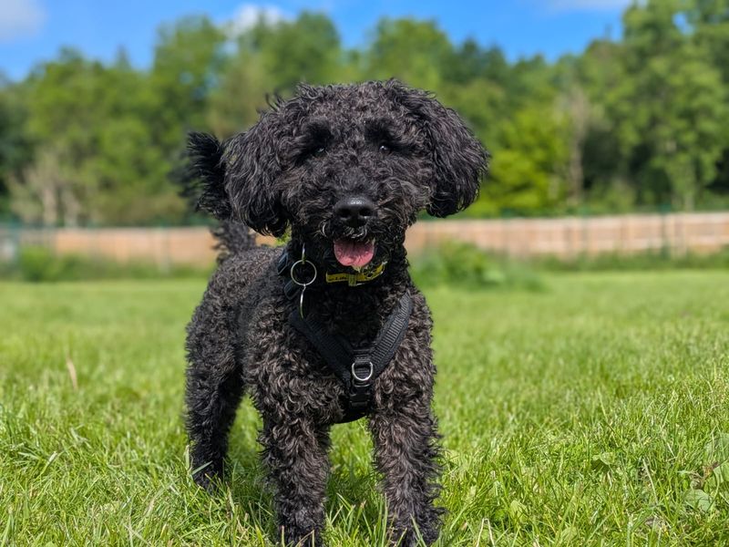 Barney | Schnauzer (Miniature) Cross | West Calder (Edinburgh) - 6