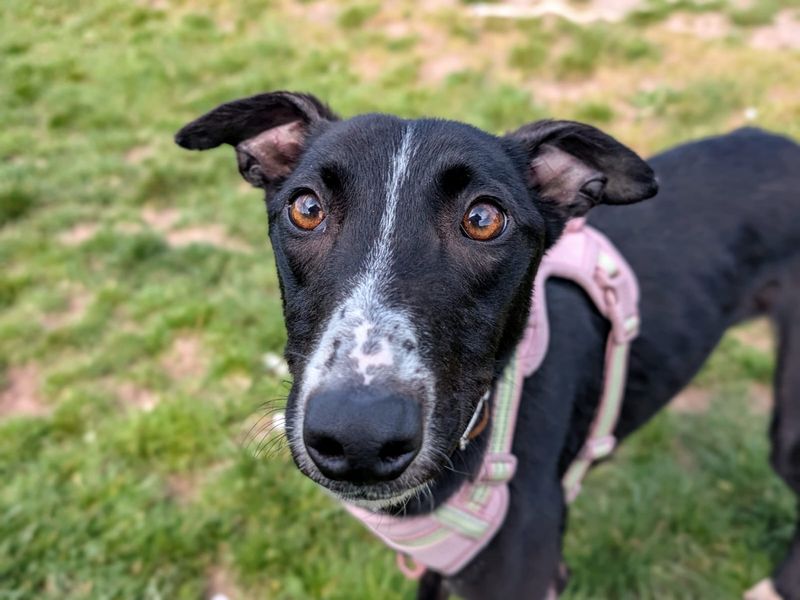 Butterfly | Lurcher | Cardiff - 1
