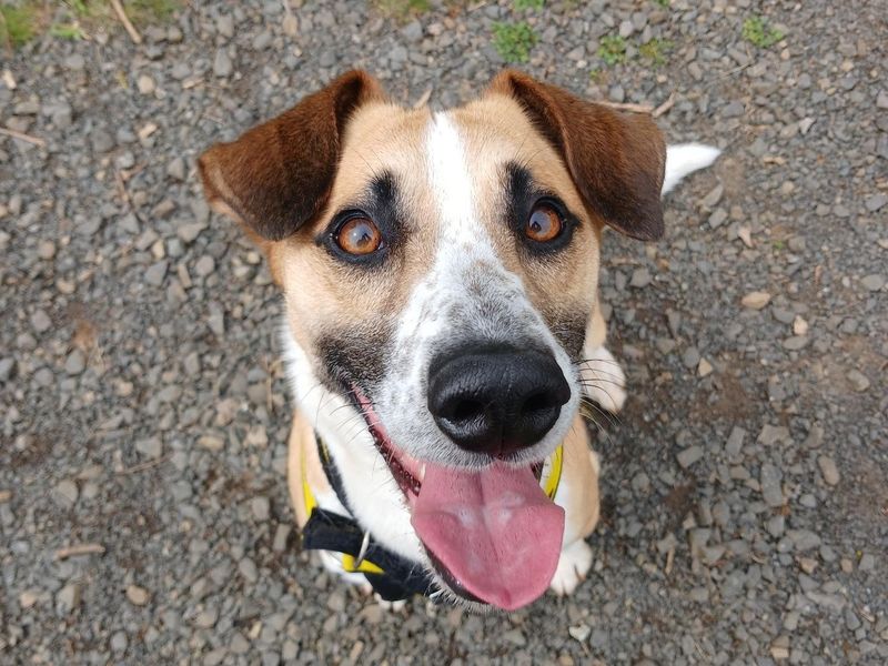undefined | Terrier (Jack Russell) Cross | undefined - 2