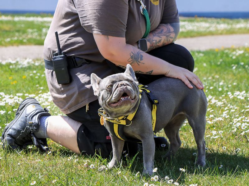 undefined | French Bulldog | undefined - 2