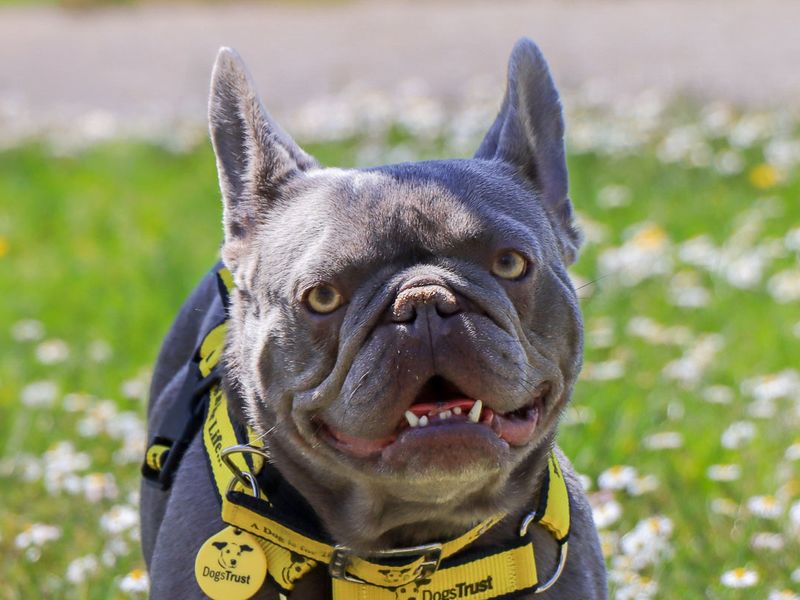 undefined | French Bulldog | undefined - 1