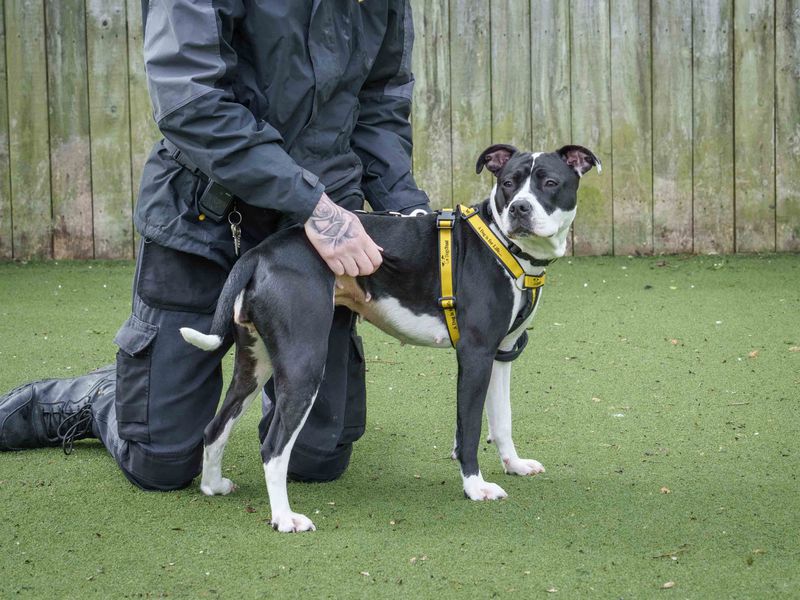 Staffordshire Bull Terrier Dogs And Puppies For Adoption