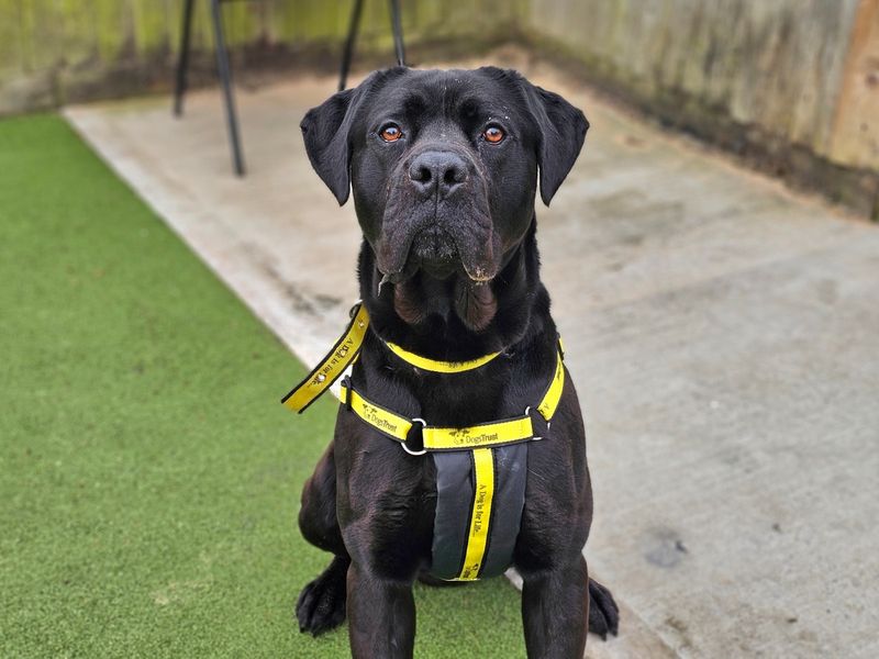 Cane Corso Dogs And Puppies For Adoption