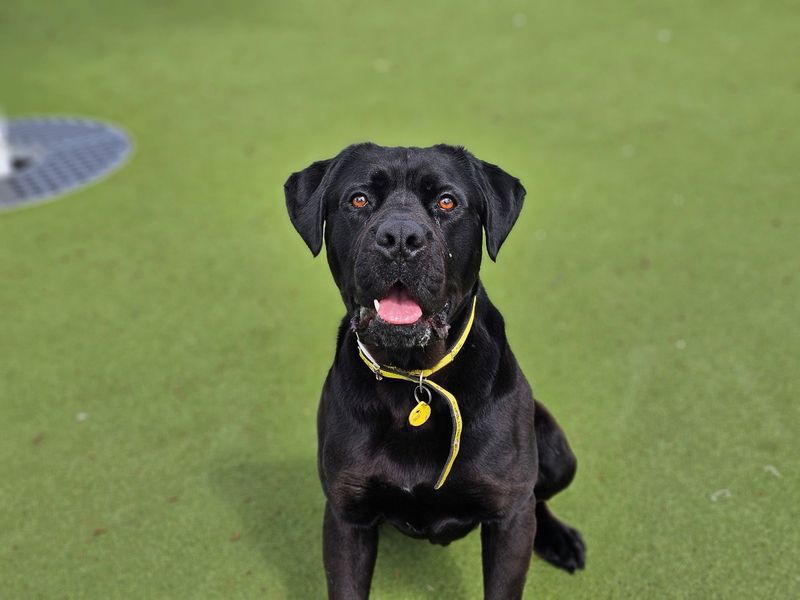 undefined | Italian Corso Dog Cross | undefined - 2