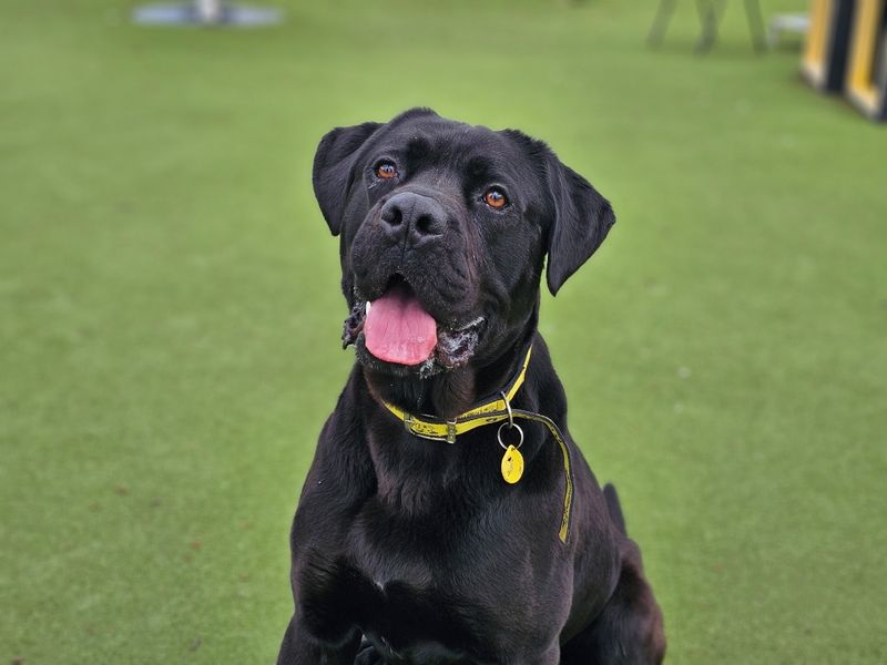 undefined | Italian Corso Dog Cross | undefined - 4