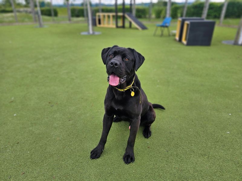 Charles | Italian Corso Dog Cross | Evesham (Worcestershire) - 1