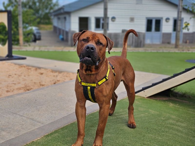 undefined | Rhodesian Ridgeback Cross | undefined - 4