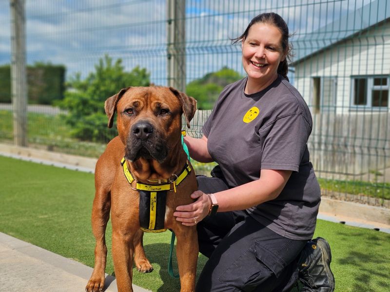 undefined | Rhodesian Ridgeback Cross | undefined - 2
