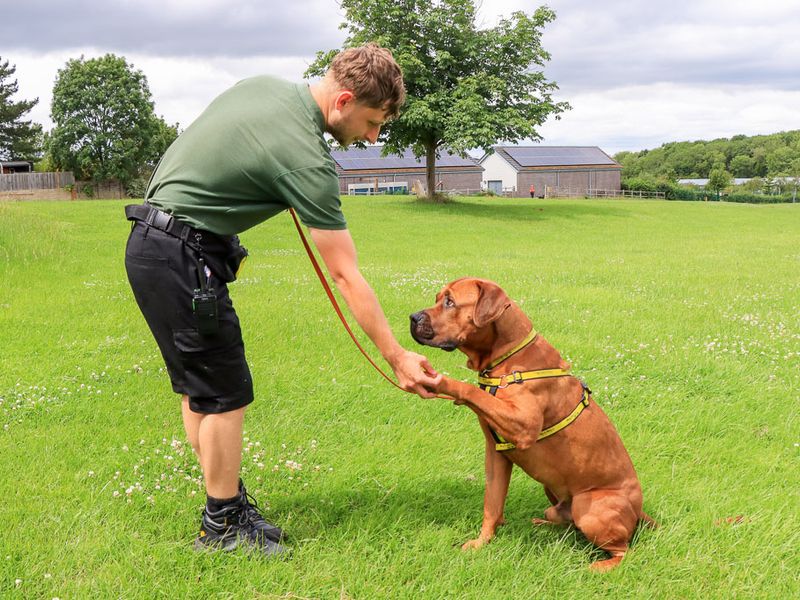 undefined | Rhodesian Ridgeback Cross | undefined - 5