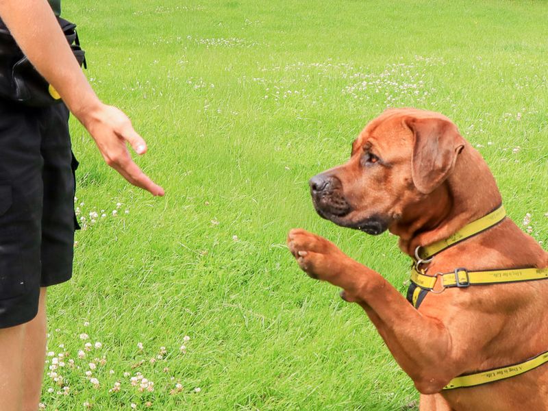 undefined | Rhodesian Ridgeback Cross | undefined - 6