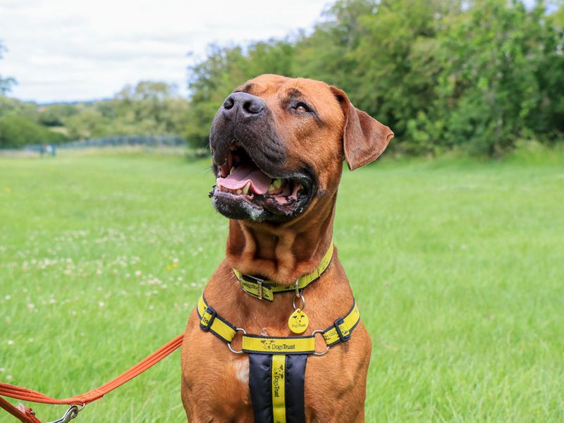 undefined | Rhodesian Ridgeback Cross | undefined - 10