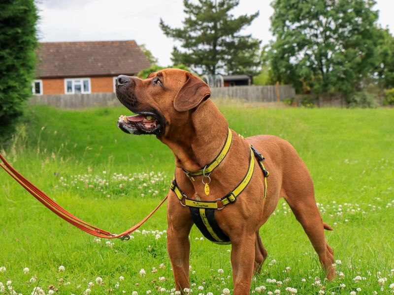 undefined | Rhodesian Ridgeback Cross | undefined - 7