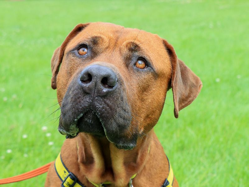 undefined | Rhodesian Ridgeback Cross | undefined - 1
