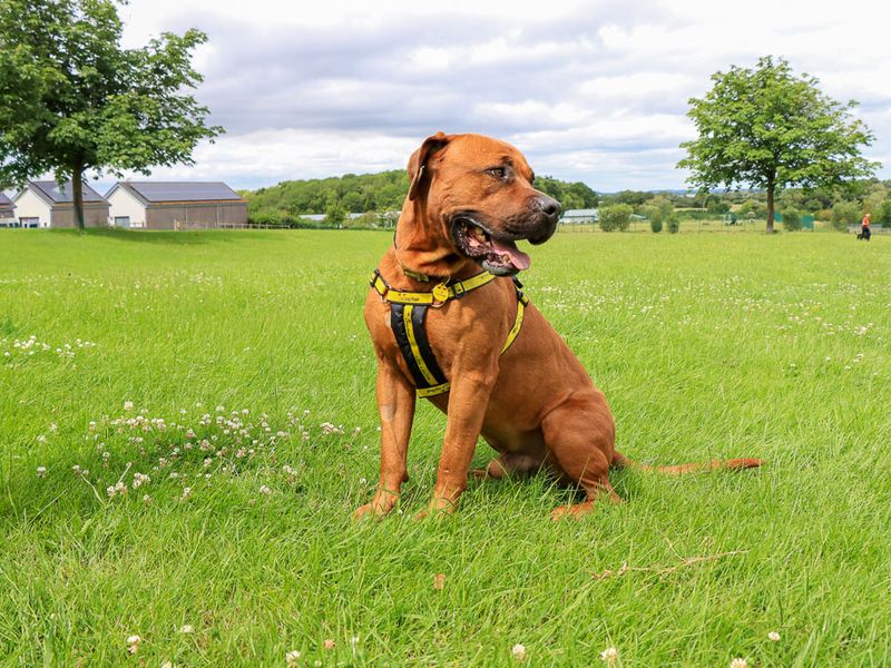 undefined | Rhodesian Ridgeback Cross | undefined - 8