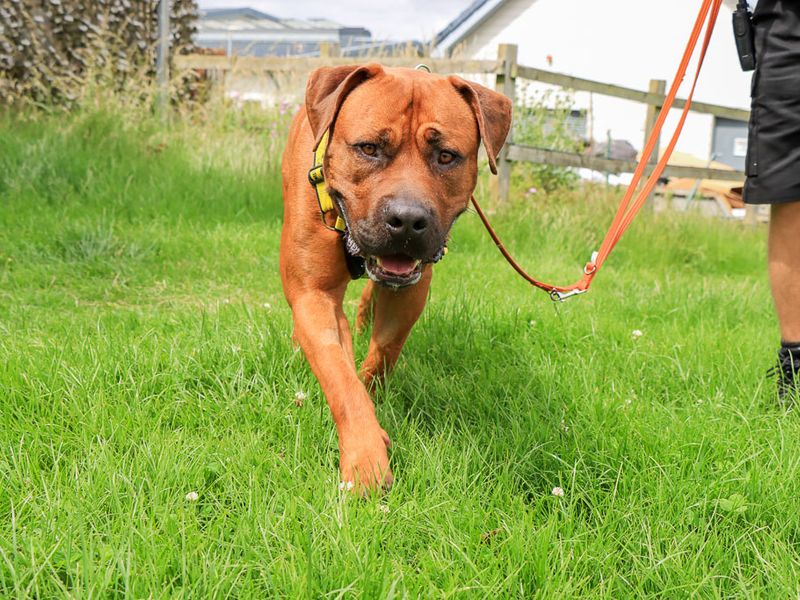 undefined | Rhodesian Ridgeback Cross | undefined - 9