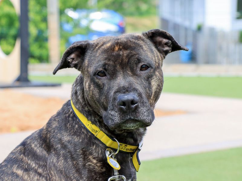 Staffordshire Bull Terrier Dogs And Puppies For Adoption