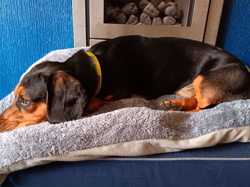 Bruno | Dachshund (Smooth Haired) Cross | Manchester - 2