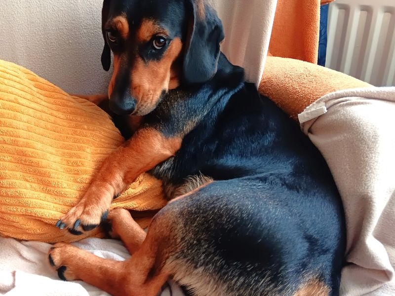 Beagle Dogs And Puppies For Adoption