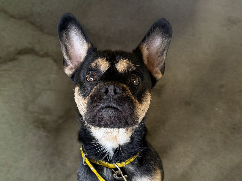 Bertie | French Bulldog | Basildon (Essex) - 1