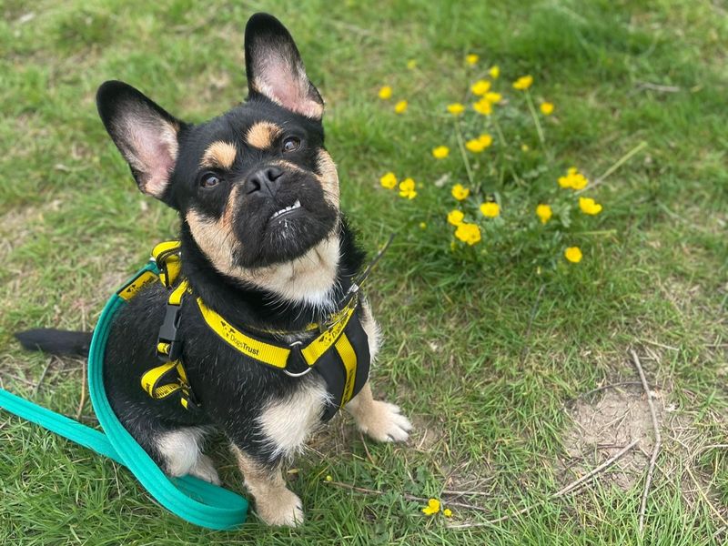 undefined | French Bulldog | undefined - 2