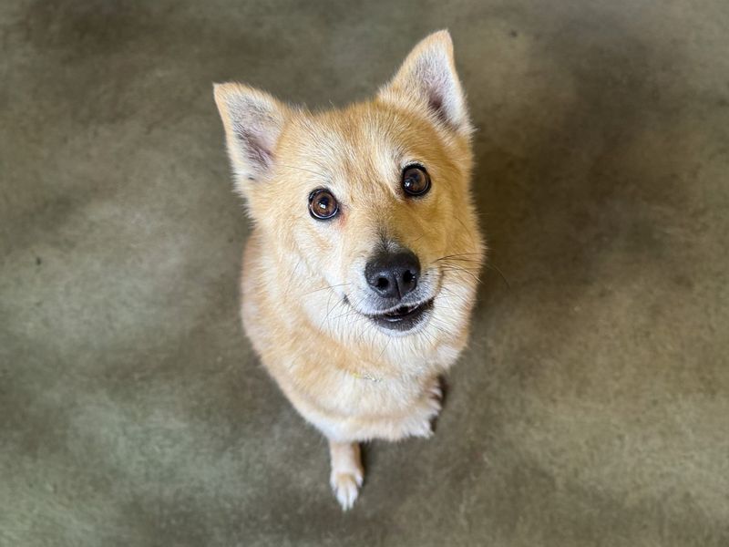 Florence | Pomeranian | Basildon (Essex) - 1