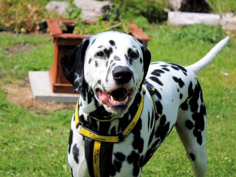 undefined | Dalmatian | undefined - 1