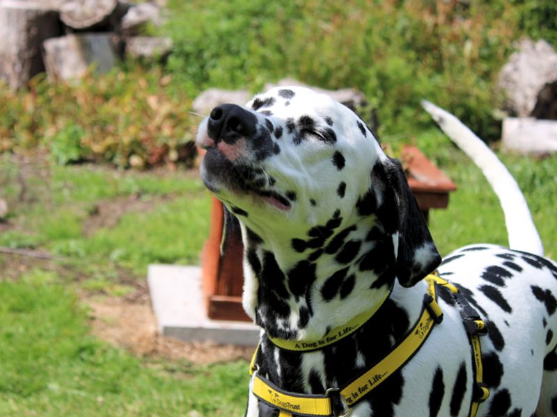 undefined | Dalmatian | undefined - 2