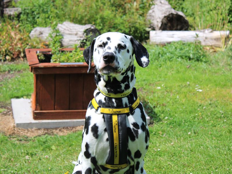 undefined | Dalmatian | undefined - 3