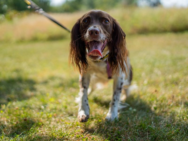 Sadie | Spaniel (English Springer) | Newbury (Berkshire) - 6