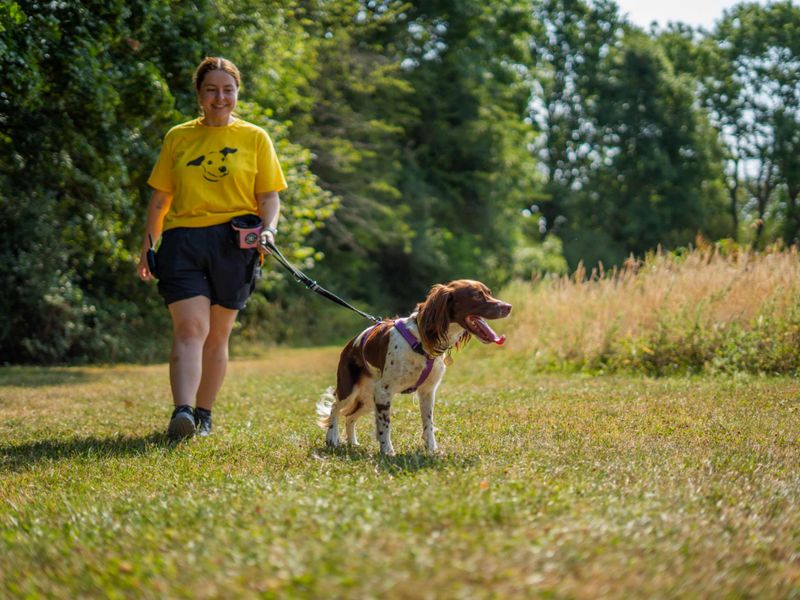Sadie | Spaniel (English Springer) | Newbury (Berkshire) - 4