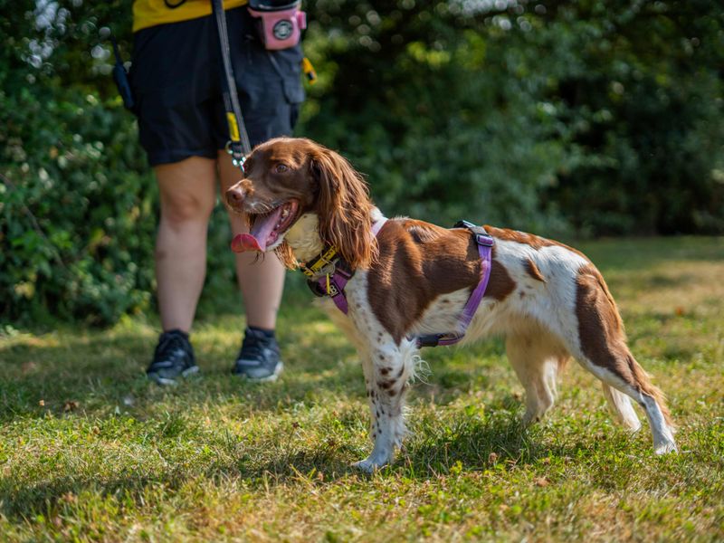 Sadie | Spaniel (English Springer) | Newbury (Berkshire) - 5