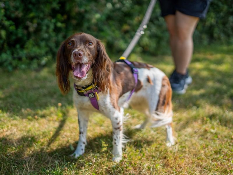 Sadie | Spaniel (English Springer) | Newbury (Berkshire) - 3