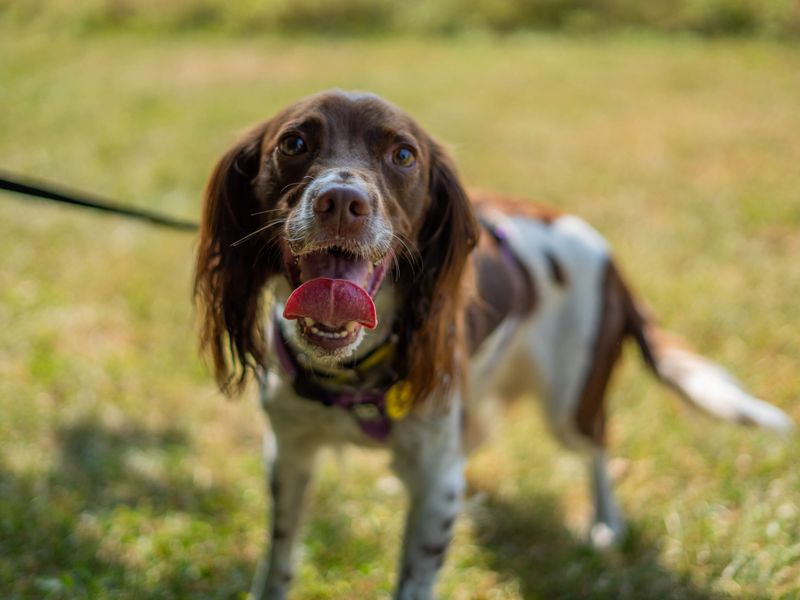 Sadie | Spaniel (English Springer) | Newbury (Berkshire) - 2