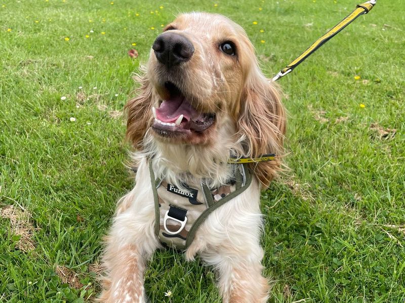 Cocker Spaniel Dogs And Puppies For Adoption
