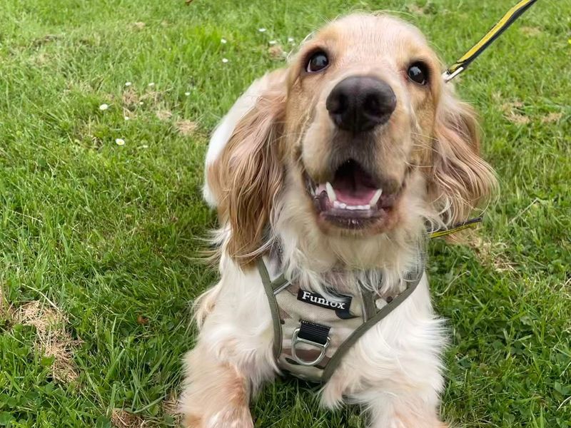 undefined | Spaniel (Cocker) | undefined - 4