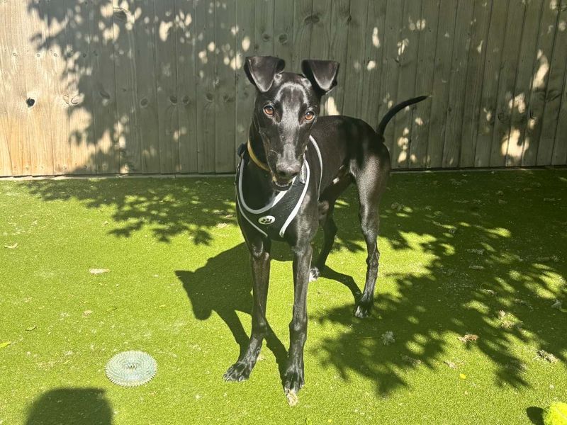 Max